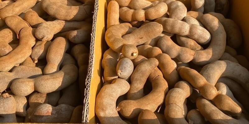 Cách chọn me thái ngon tại chợ Châu Đốc