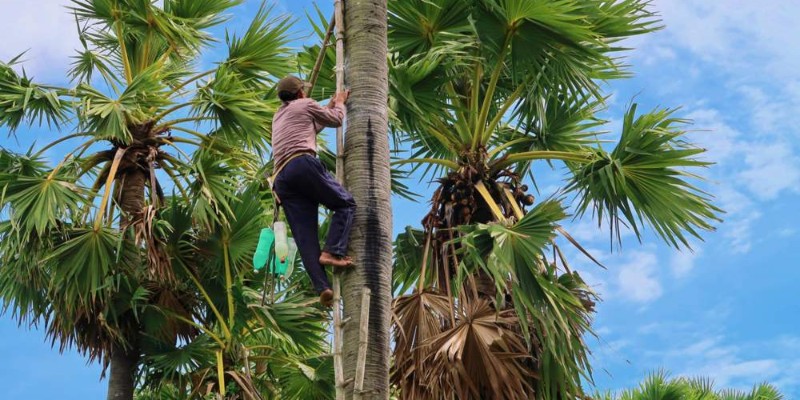 Cây thốt nốt - "Linh hồn" của nghề làm đường vùng Bảy Núi
